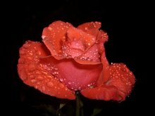 Miracle ... / ***