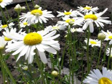Simply Daisies / ***