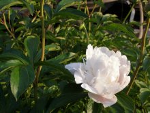 The first peony / ***