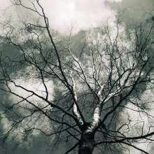 Huntsman sky / ***