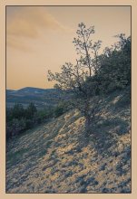 Tree / ***