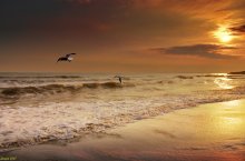 basking in the golden sunset / ***