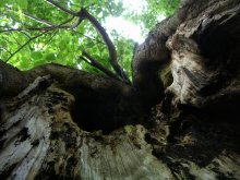 View from the hollows of old trees / ***