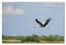 stork / ***