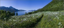 Über den Sommer in der Arktis. / ***