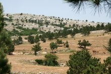 Crimean prairie / ***