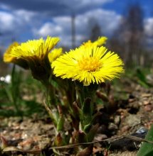 Coltsfoot / ***