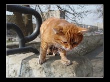 Loneliness (ginger) / ***