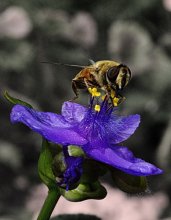The Story of a Flower / ***