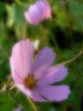 summer dream / ***