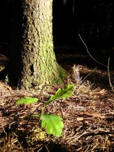 In forest / ***