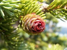 Shishkov rosette / ***