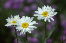 Daisies / ***
