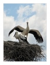 [W / o] / ***