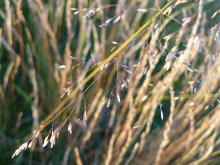emerald grass. / ***