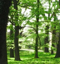 Sunny forest / ***