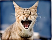 **MAu** / Glamourier
