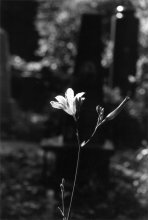 means of death / ***