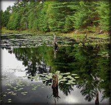 mosquito land / ***