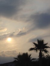 Palm trees at sunset / ***