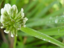 Macro / ***