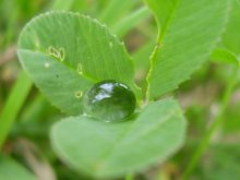 dew / ***