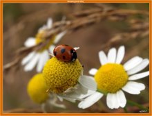 Chamomile relax / ***