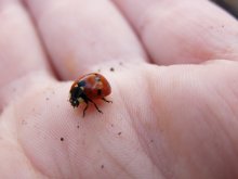 Ladybug / ***