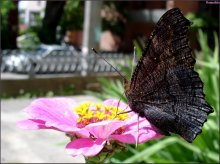 how difficult it is to choose a name to the portrait of a butterfly! / ***