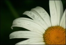 grazed dazhdzhu / ***