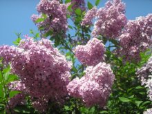 Narochanskaya nature / ***