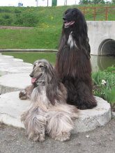 Afghan Hounds / ***