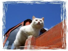 Hobbys weiße Katze / ***
