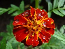 After the rain / ***