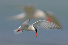 Spirit of Gull / ***