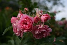 Cottage Rose / ***