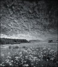 Wildblumen / ***