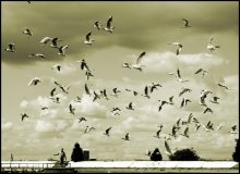 Aufregung / ***