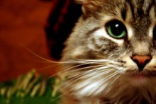 Murkin) / ***