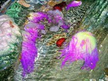 Marine beauty / ***