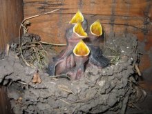 Fledglings / ***