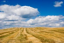Field, straw, landscape / ***