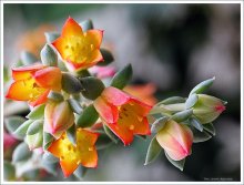 Eheveriya brilliant / Echeveria fulgens Lem.