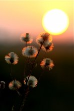 Touch the Sun / ***