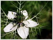 Flower № 43 / ***