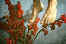 gladioli / ***