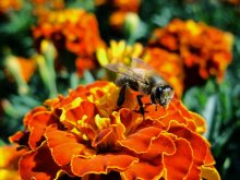 malen verlassen Sommer / ***