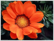 Flower № 55 / ***