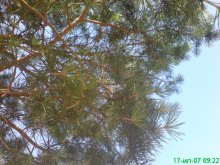 Pine / ***