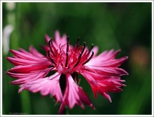 Flower № 48 / ***